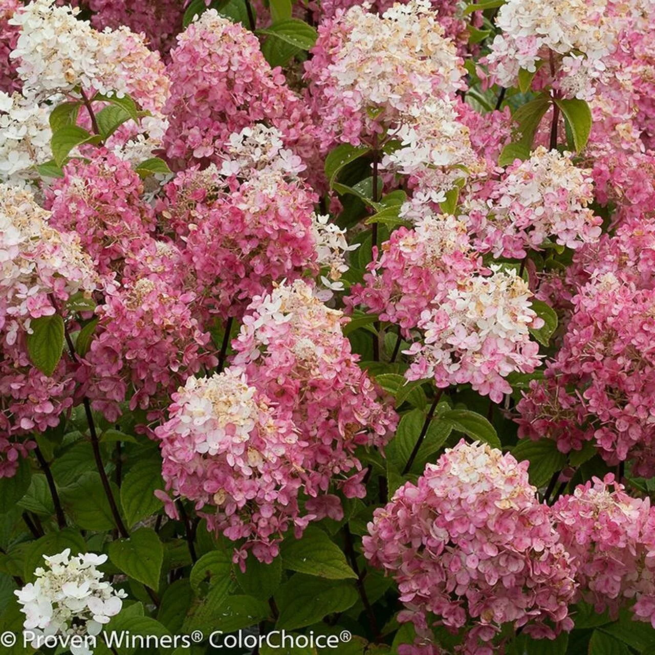 Pruning Your Hydrangea — Rose City Nursery