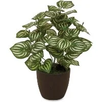 Watermelon Peperomia