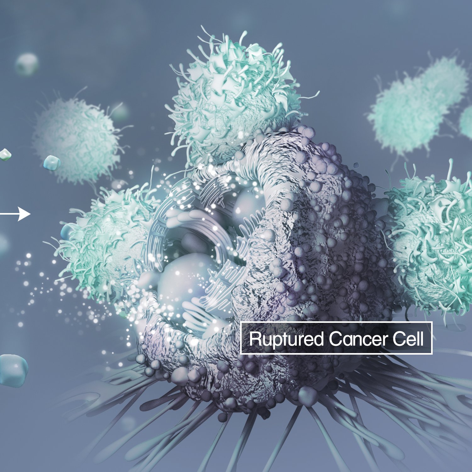 Ruptured Cancer Cell.jpg