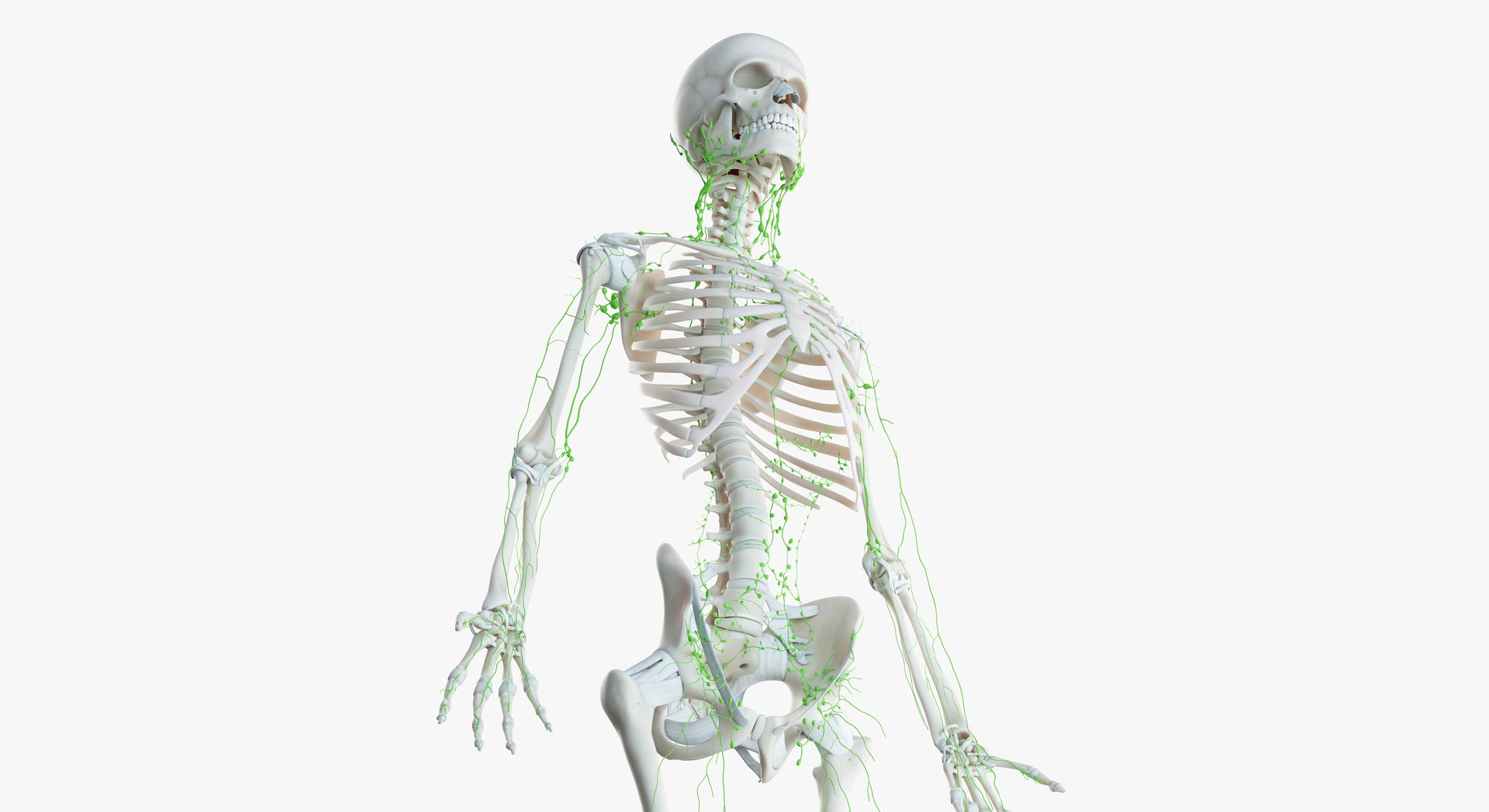 2019_female_skeleton_lymphatic0006.jpg