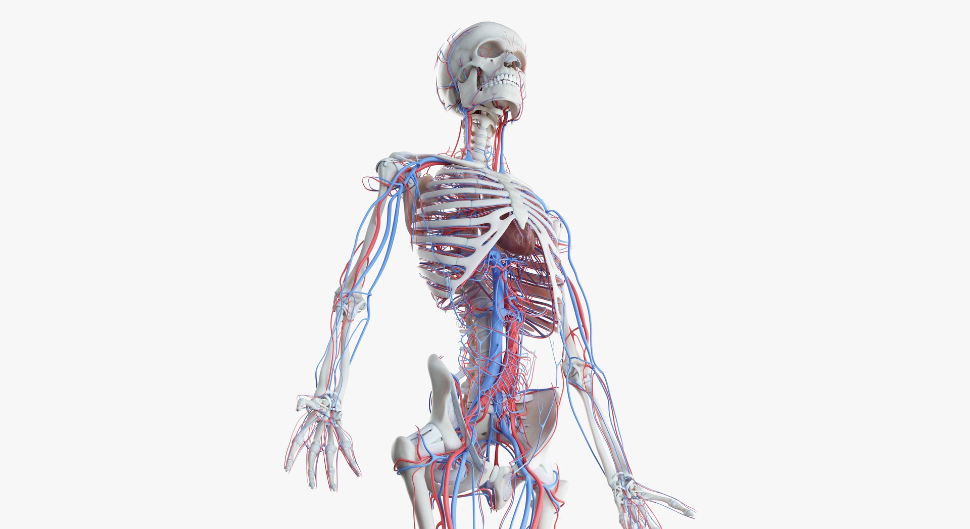 2019_female_skeleton_vascular0006.jpg