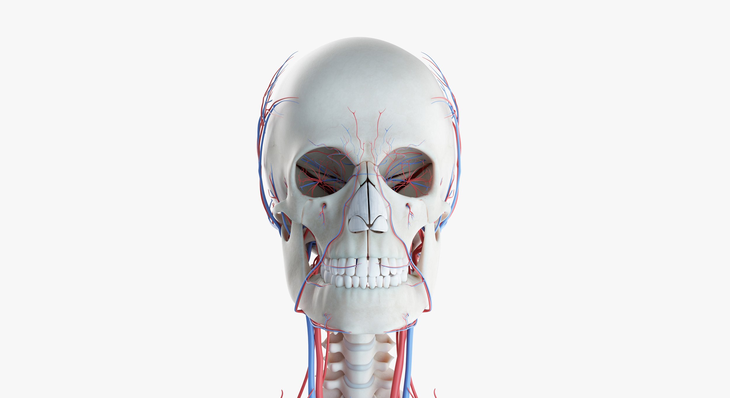 2019_female_skeleton_vascular0003.jpg