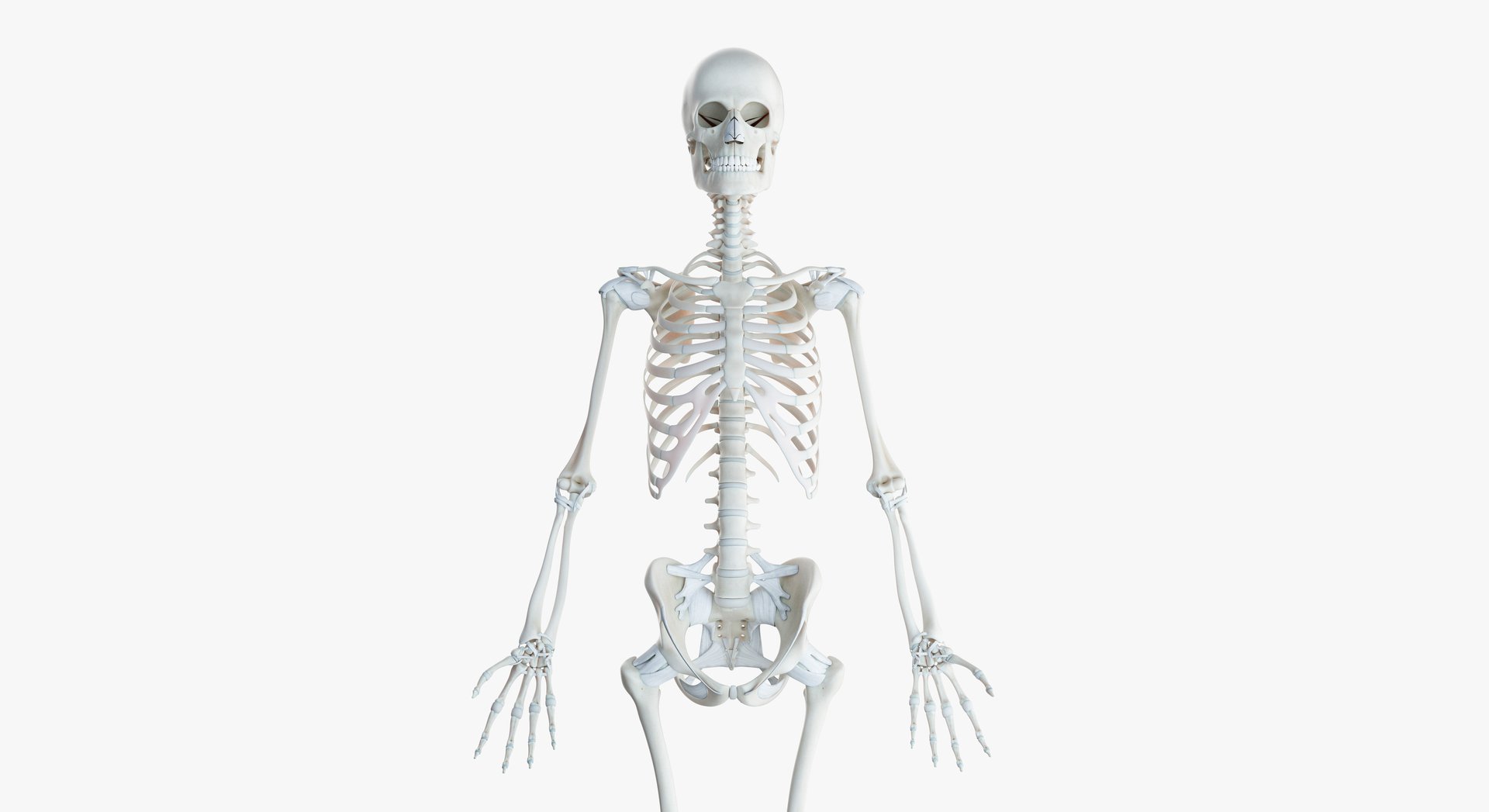 2019_female_skeleton0001.jpg