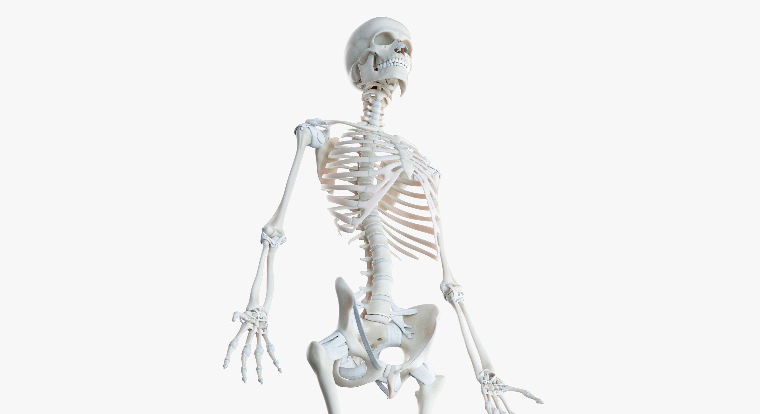2019_female_skeleton0006.jpg