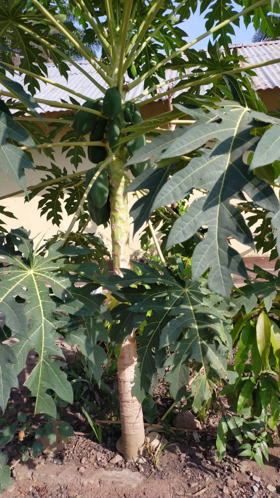 Papaya boom in onze tuin..JPG