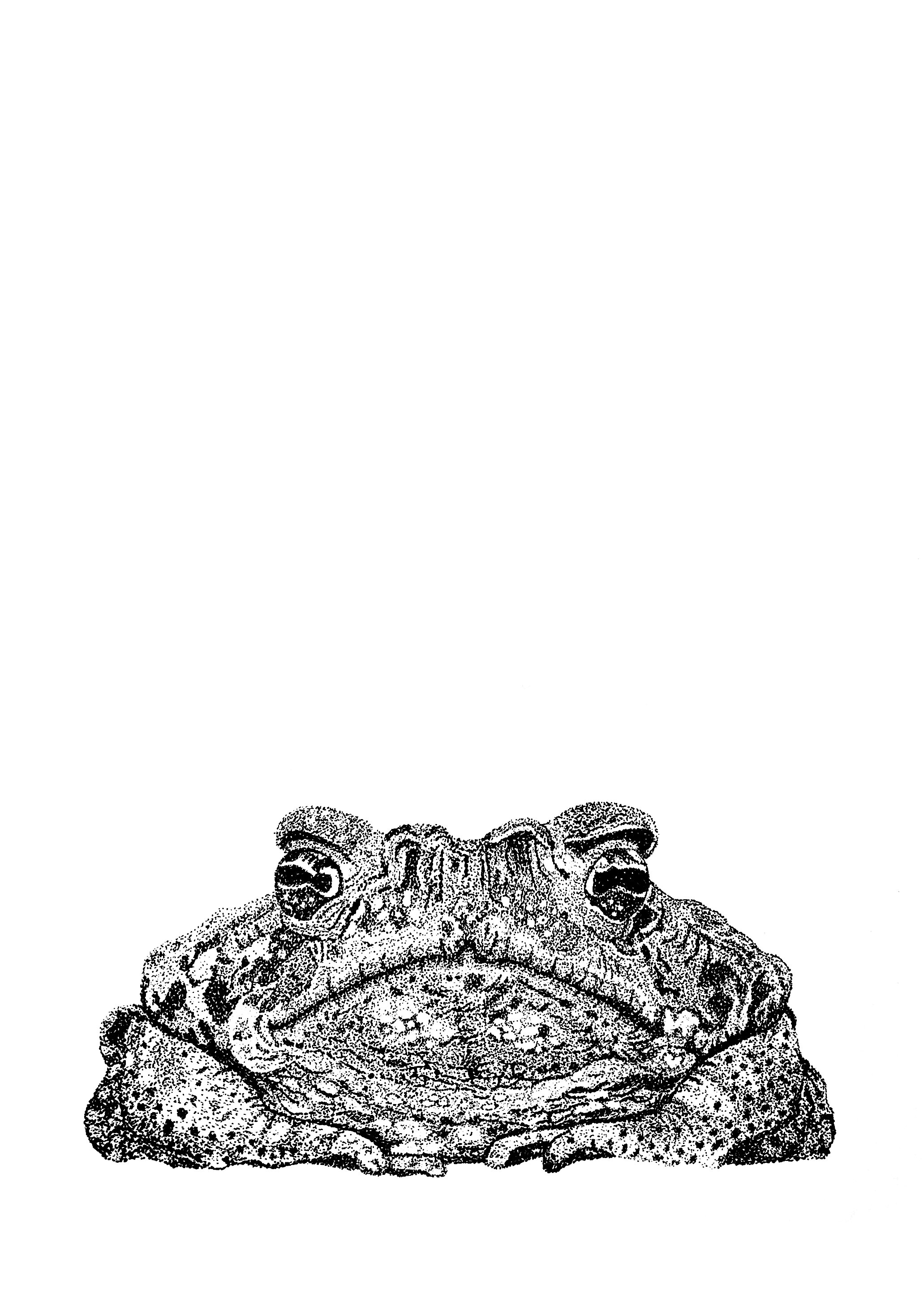 Cane Toad worked.jpeg