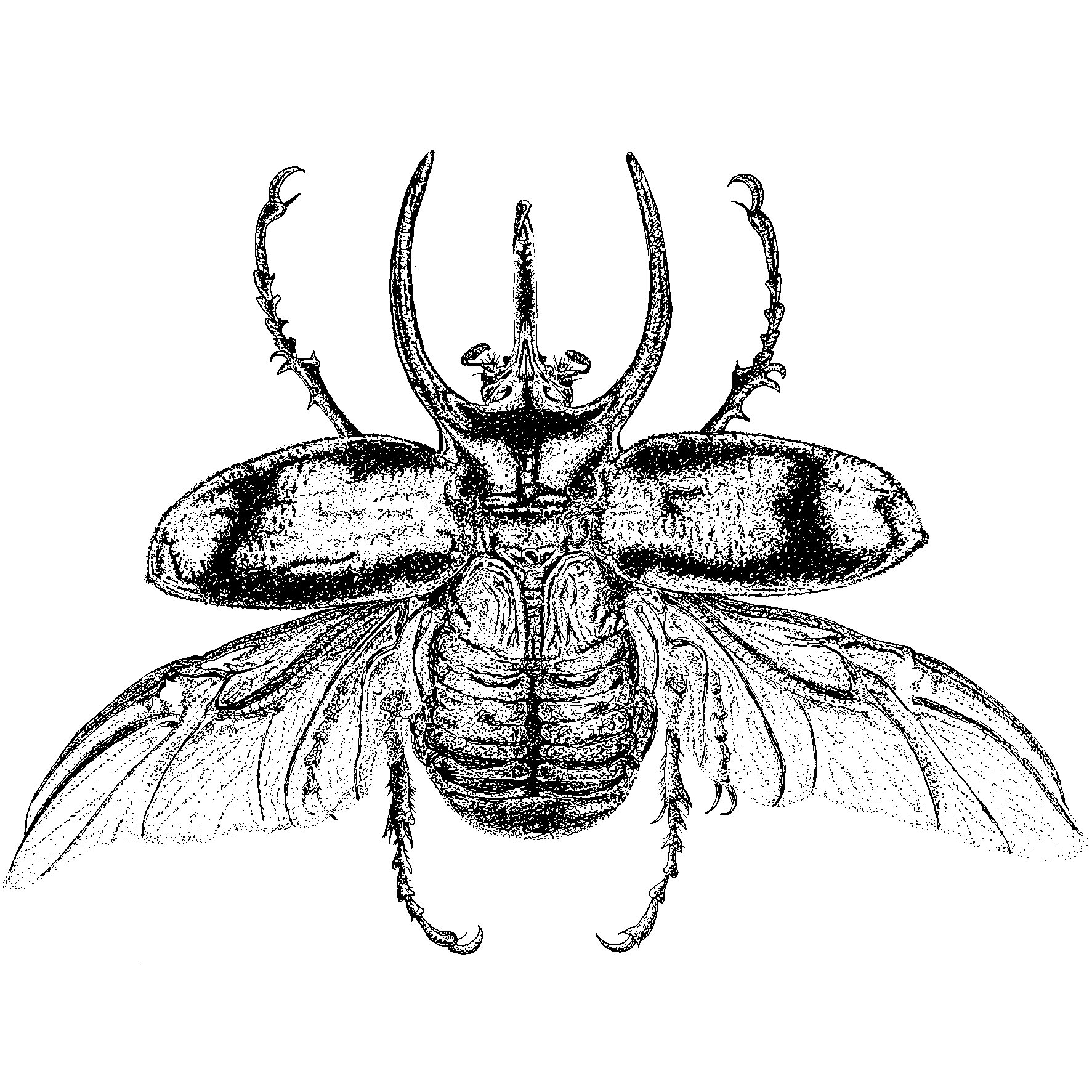 Atlas Beetle