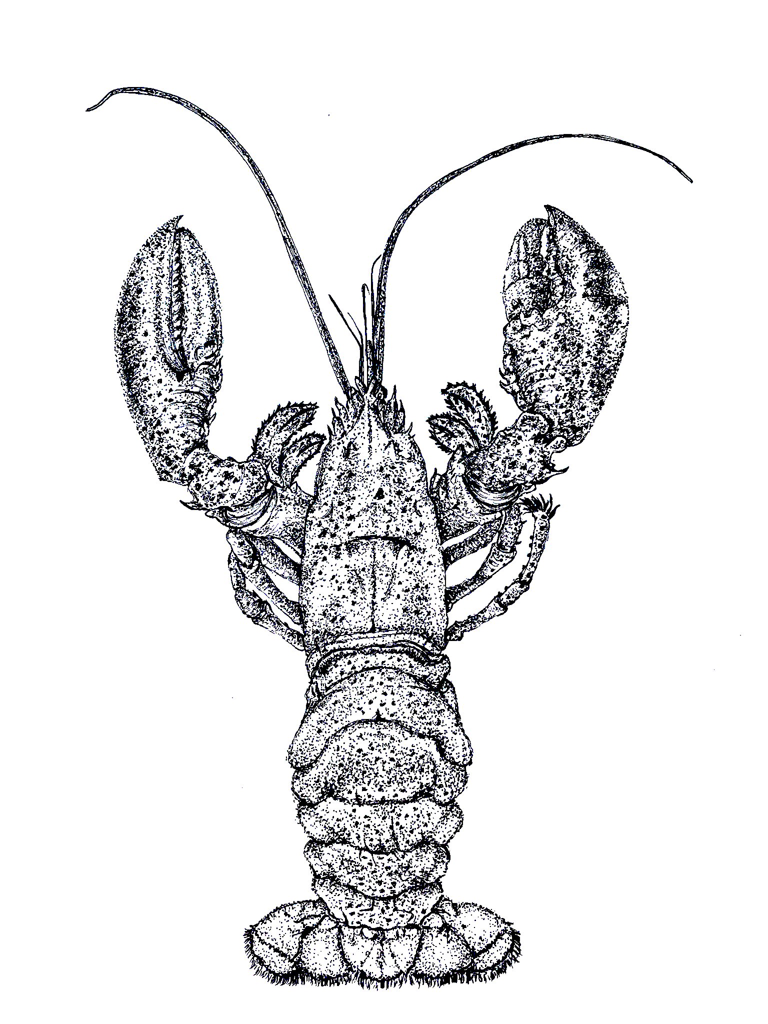 Lobster.jpeg