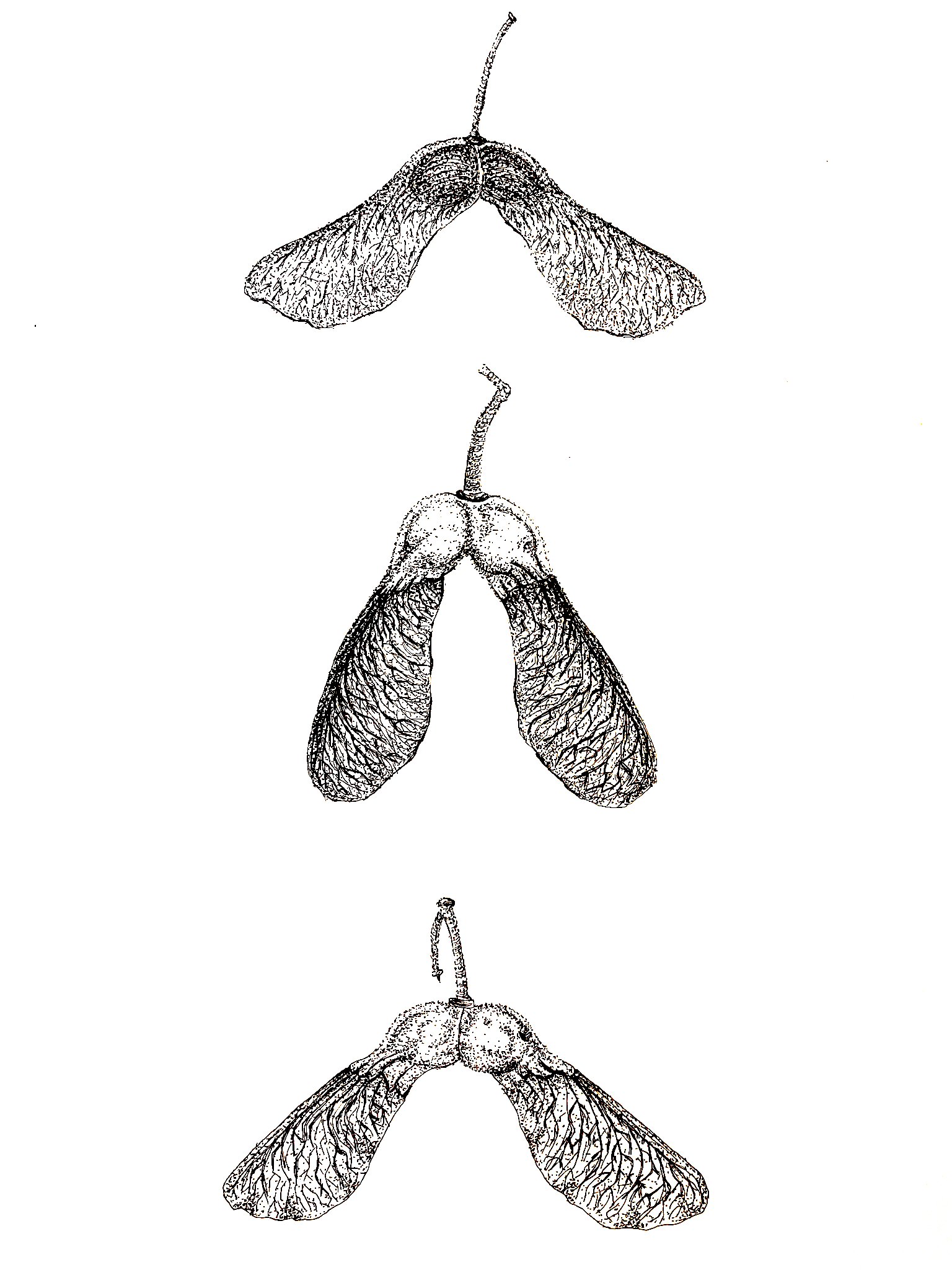 Helicopter Seeds