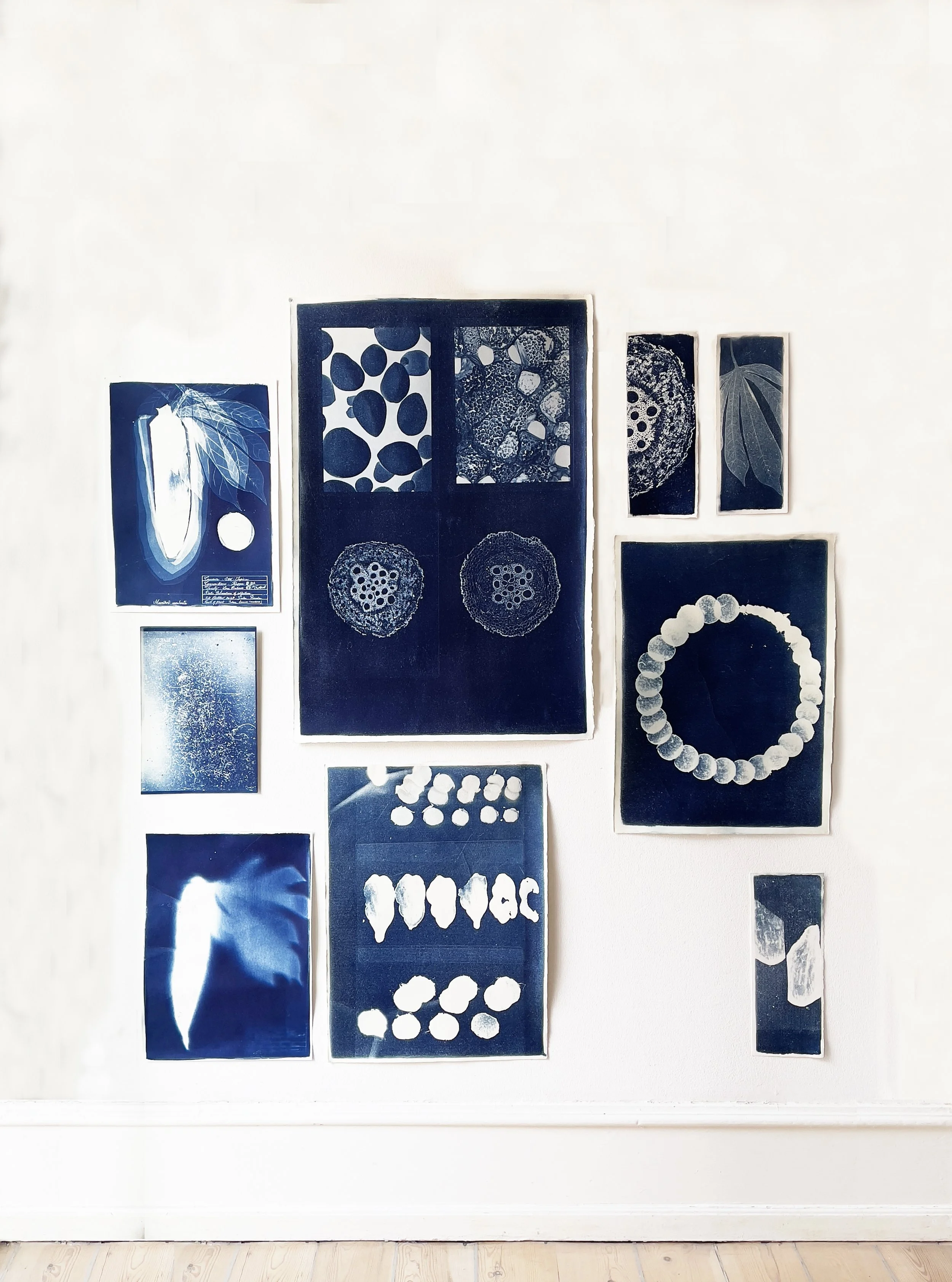 Roots resilience_cyanotypes.JPG