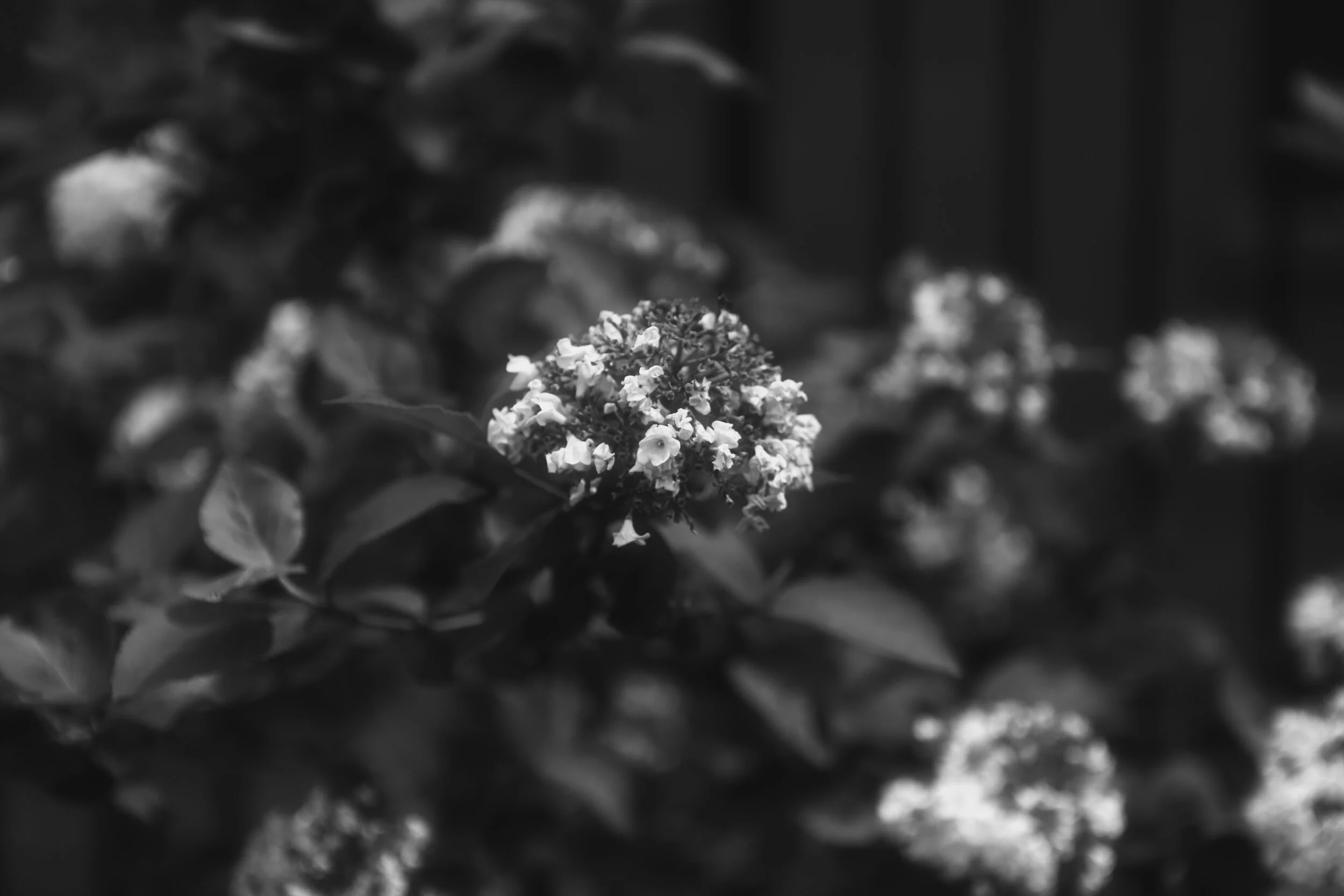 Dandelion Wishes*