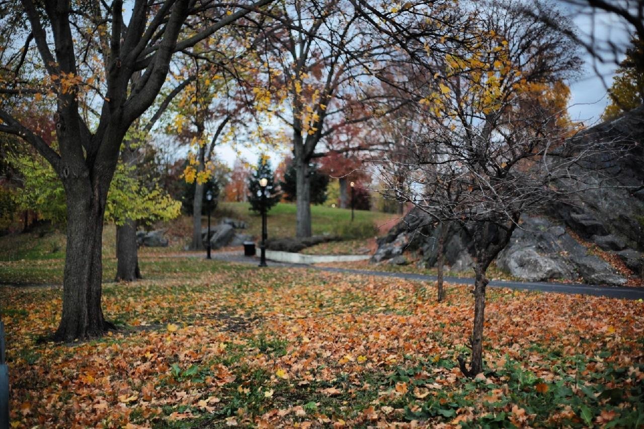Autumn Dream