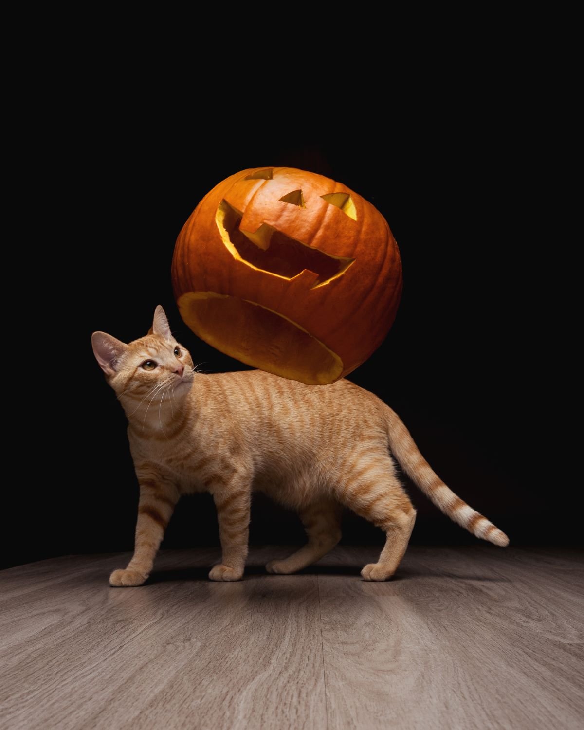 a cat and his floating pumpkin.jpg