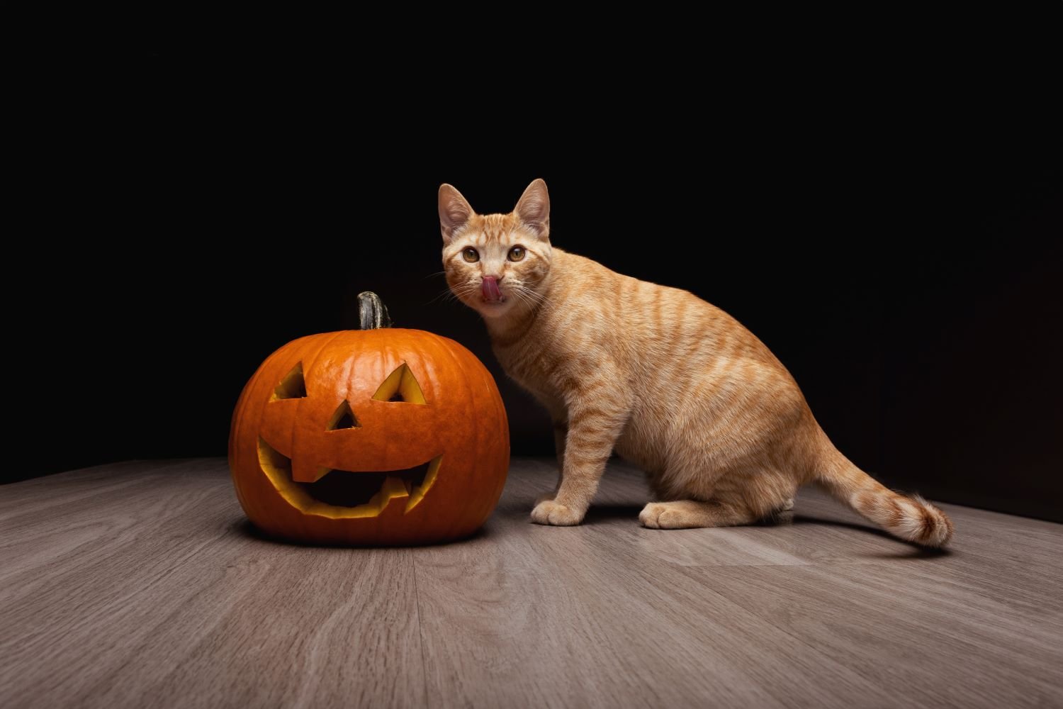 a cat standing next to a jack-o-lantern.jpg