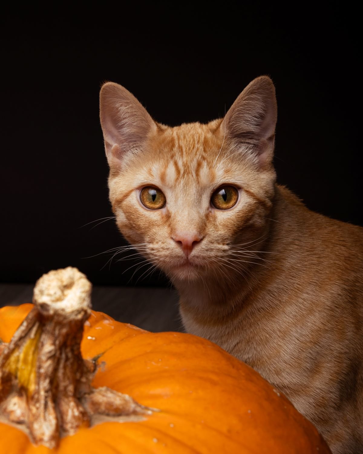 a cat with beautiful orange eyes.jpg