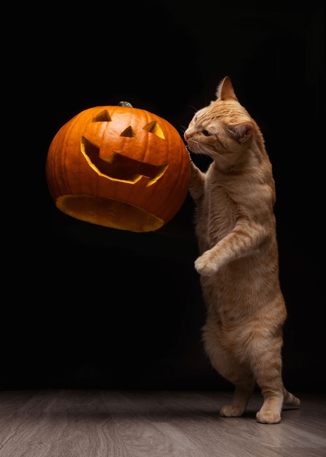 cat investigating a floating pumpkin.jpg