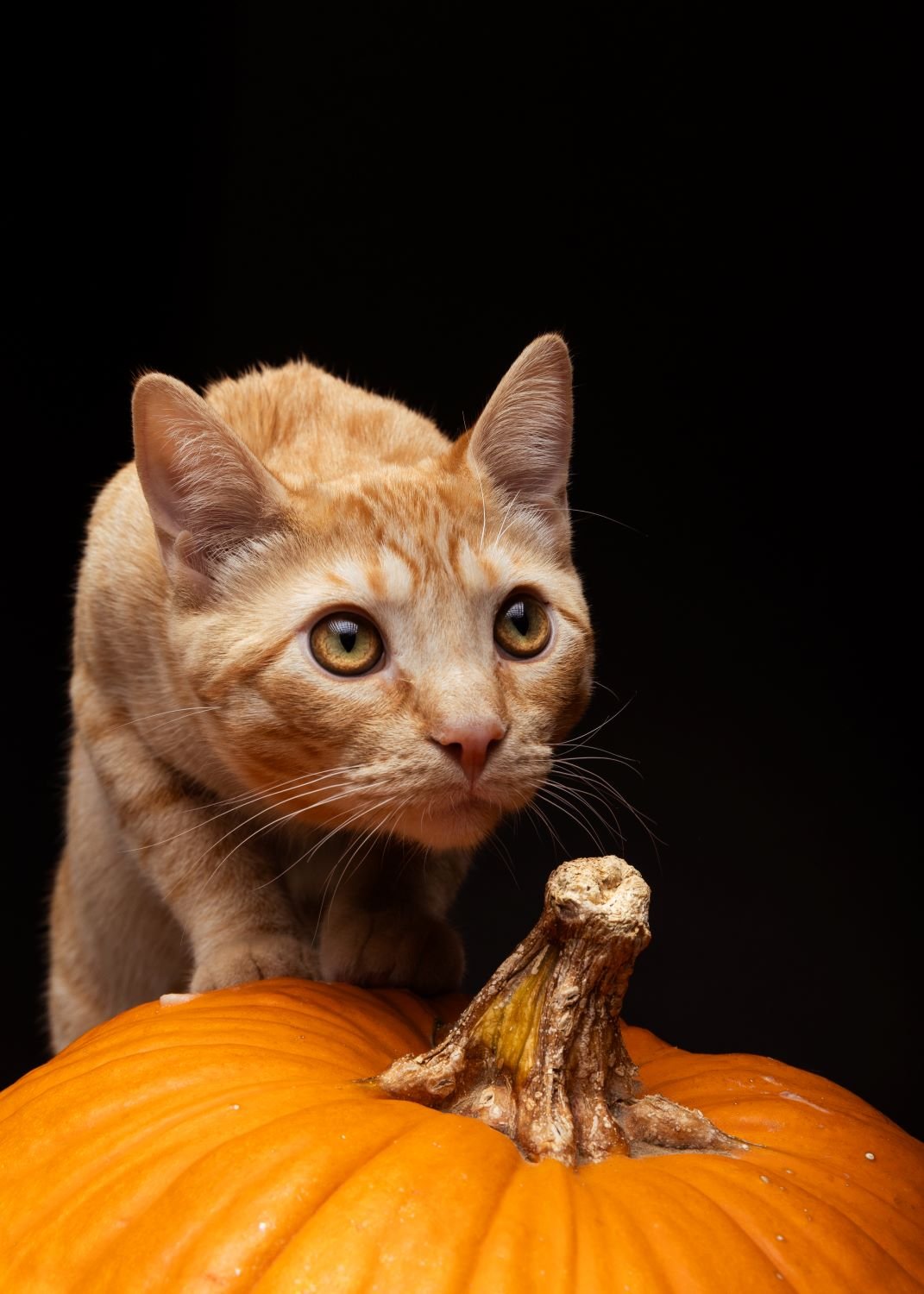 cat on top of a pumpkin ready to pounce.jpg