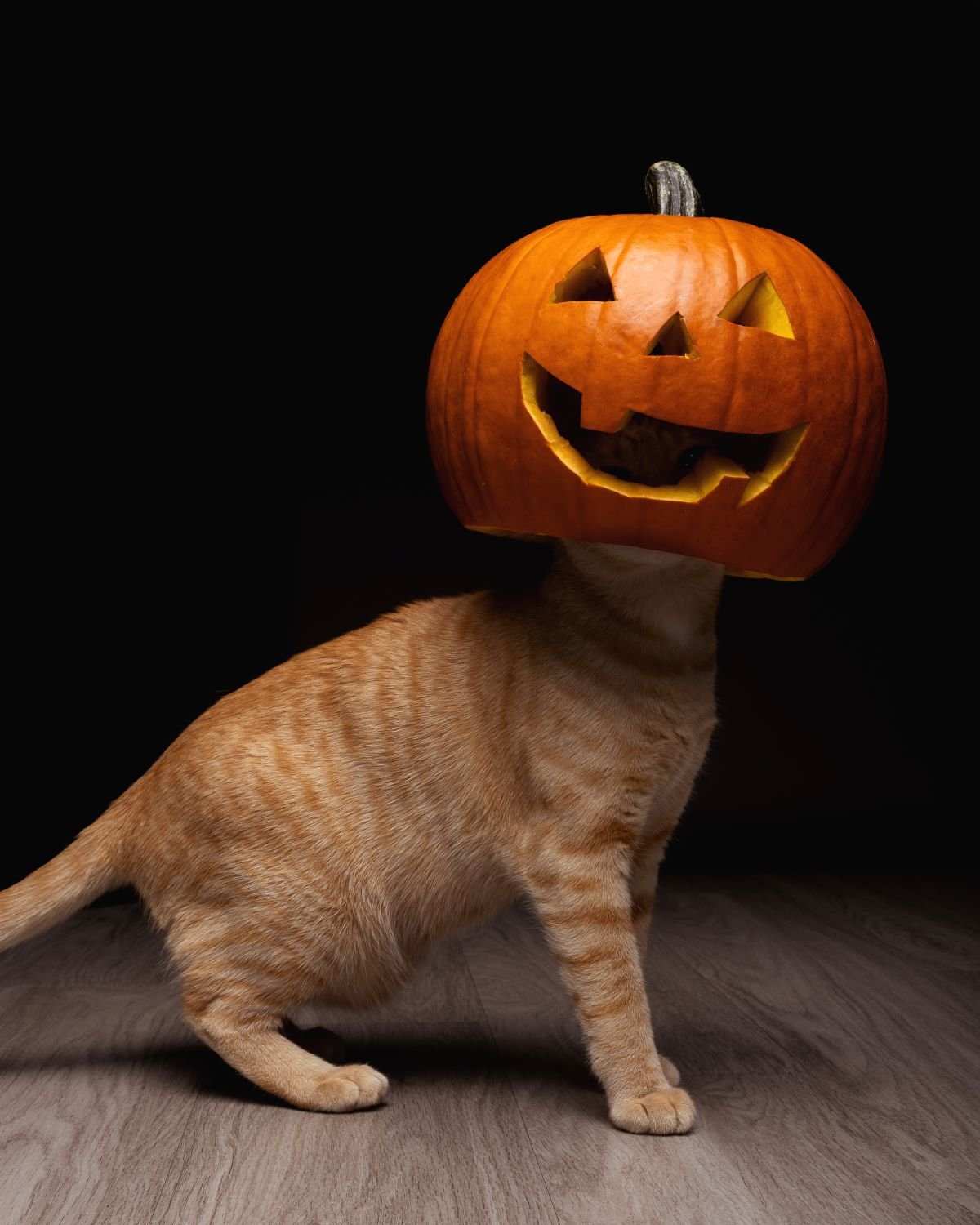 cat wearing a pumpkin on its head.jpg