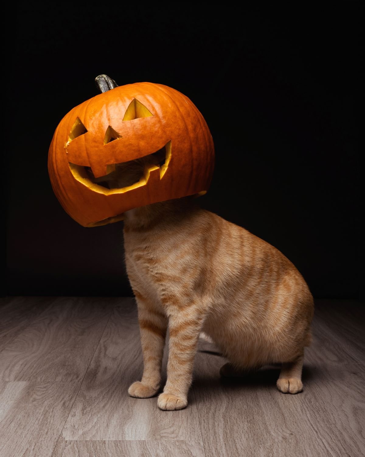 cat with a pumpkin for a head.jpg