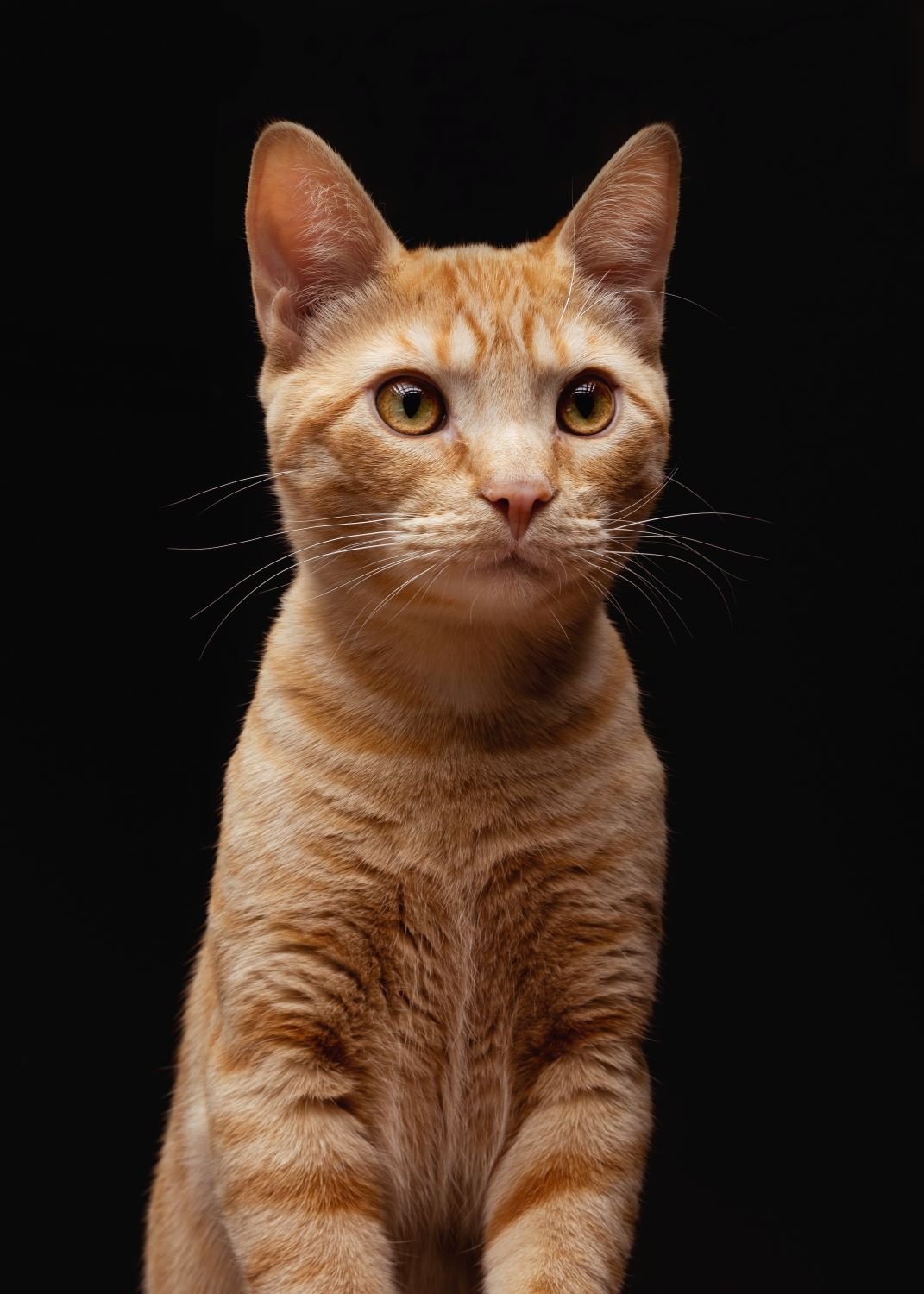 curious orange cat.jpg