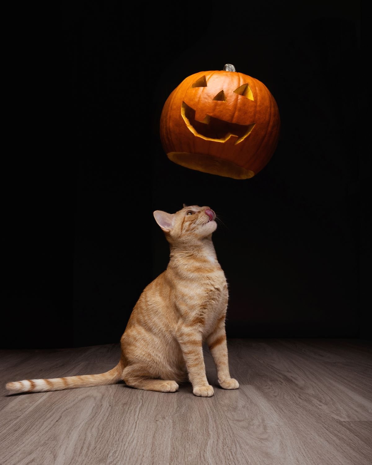 Halloween themed pet photo.jpg