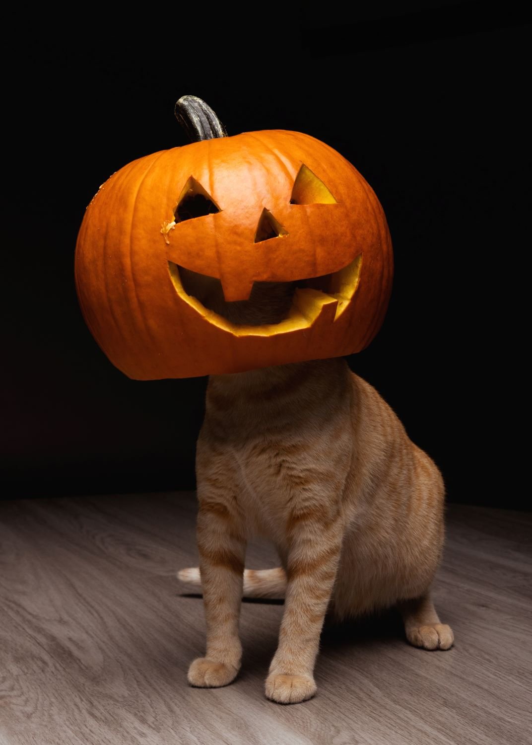 pumpkin head cat.jpg