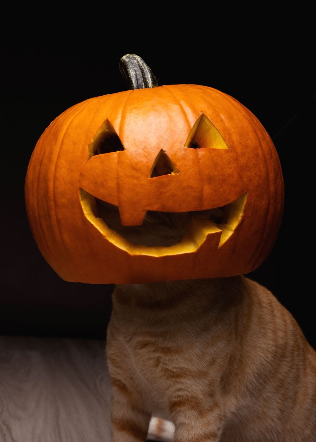 spooky cat photo idea.jpg