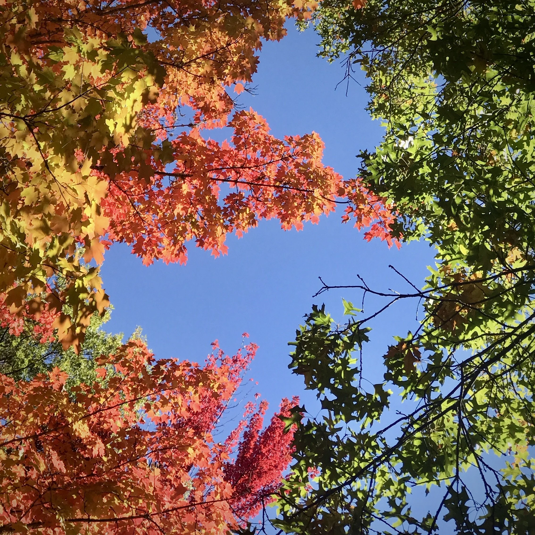 Ashland, Oregon October 2019 📸 gary lundgren