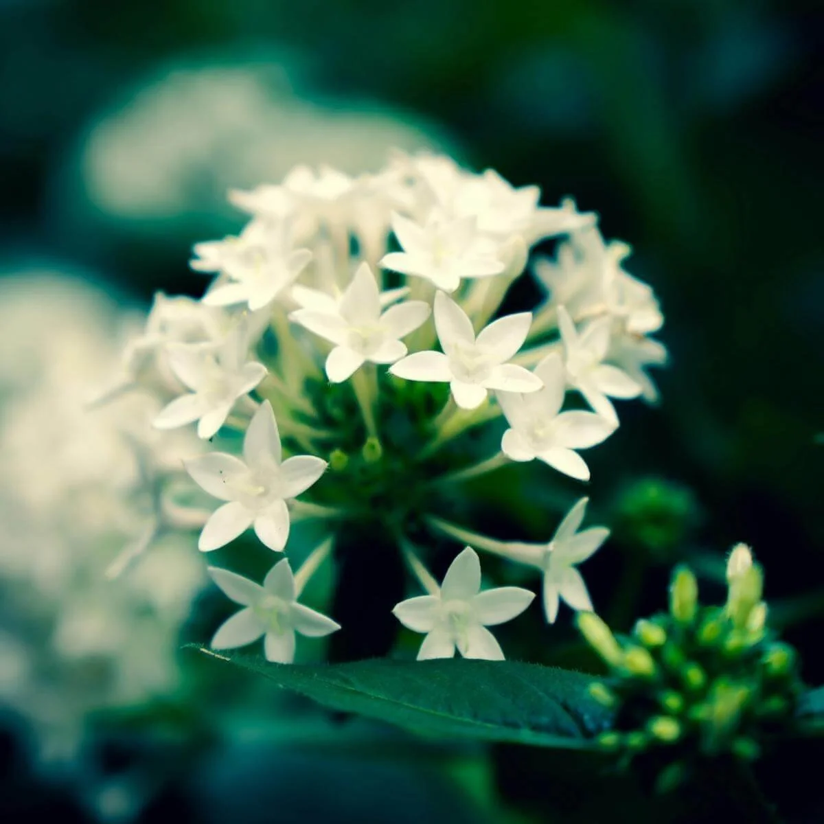 white pentas