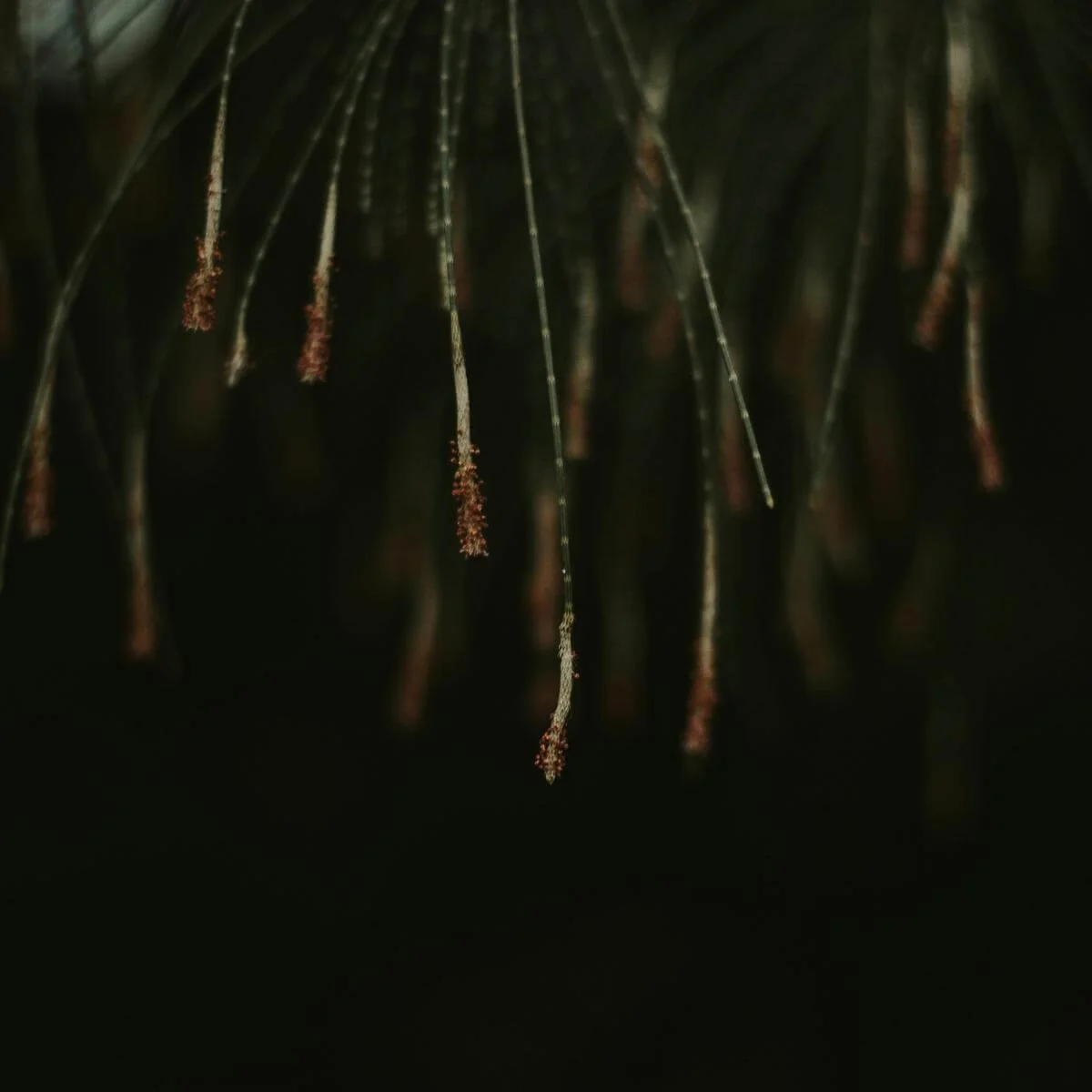 Close-up of Conifer Needles