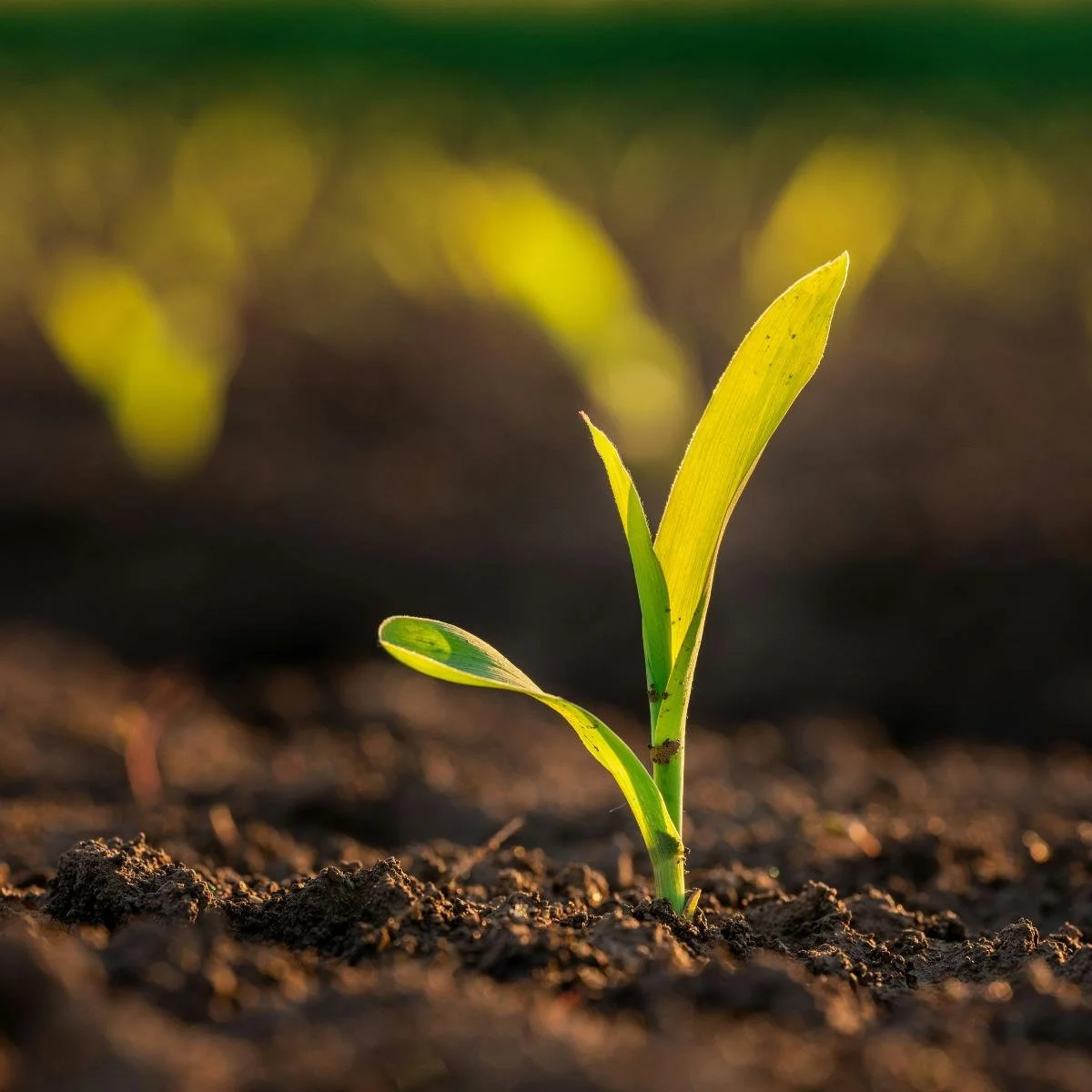 a sprout growing in a garden