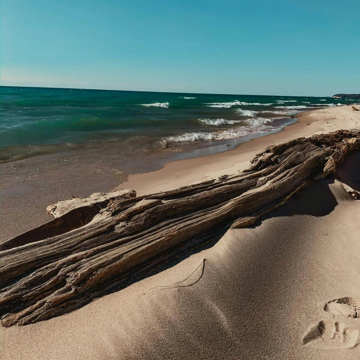 driftwood on a sandy shore of Lake Michigan