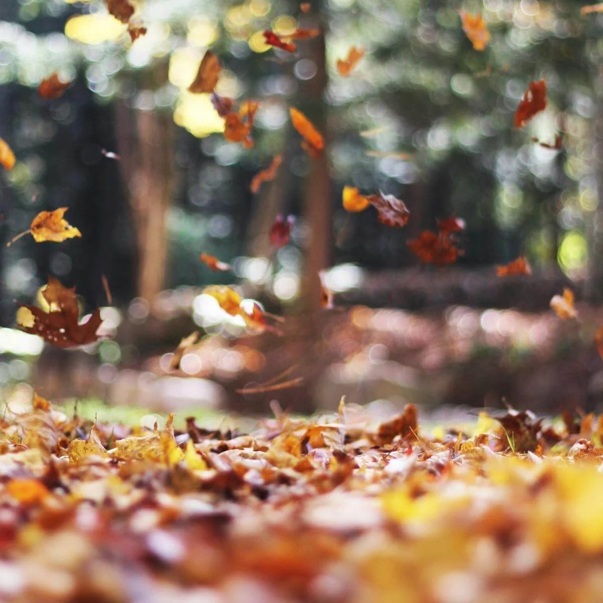 leaves falling
