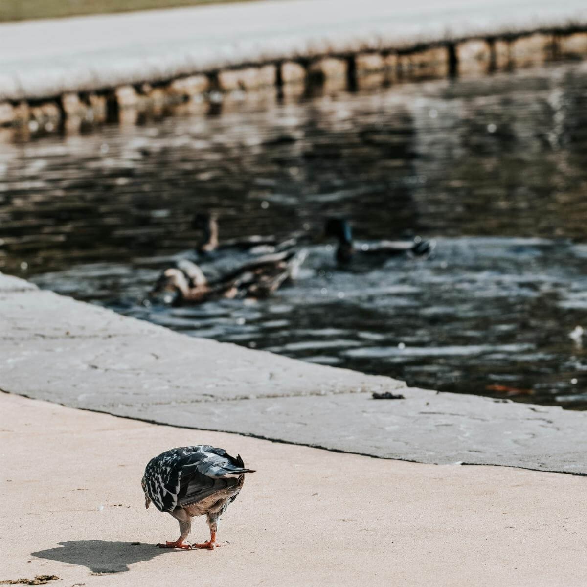 a bird by a public fountain