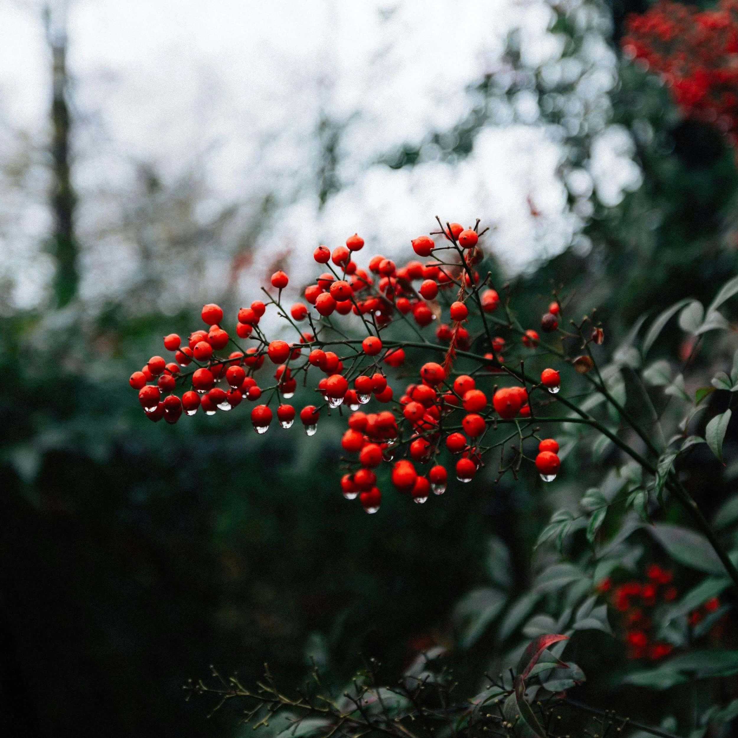 berries on a bush