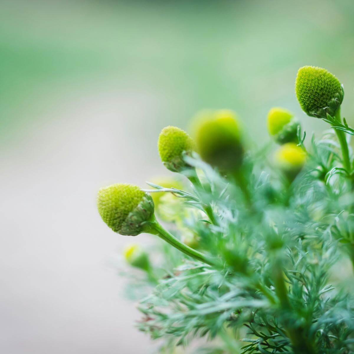 a beautiful weed