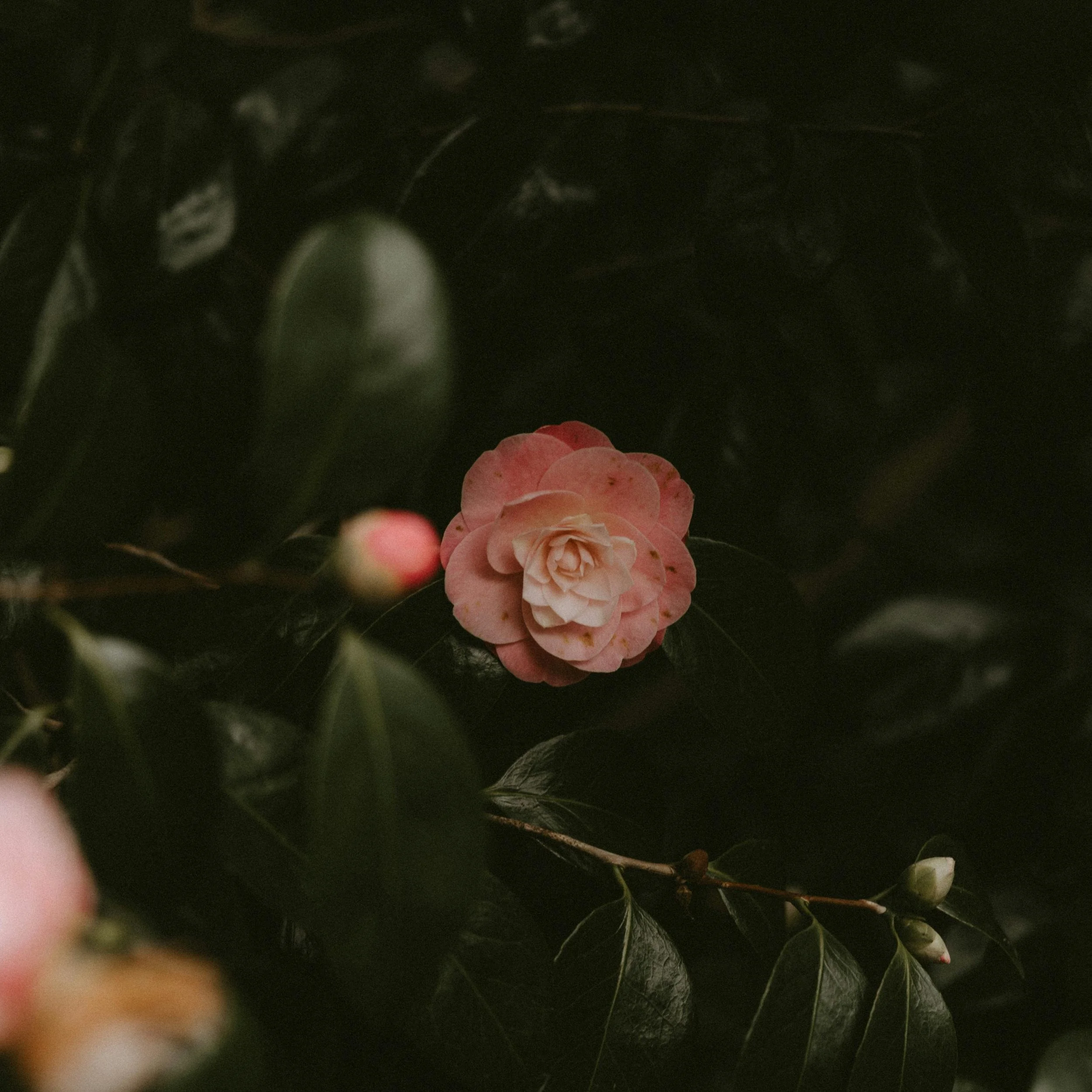 a pink flower against dark green