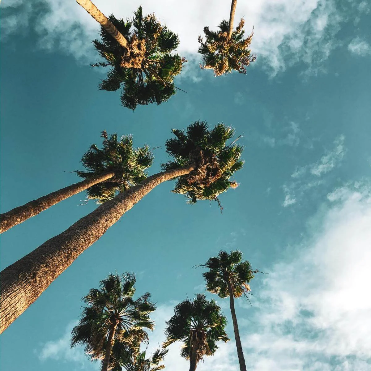 palm trees in los Angeles