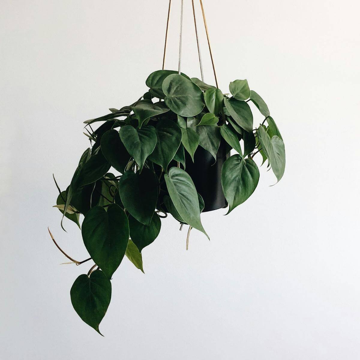 a hanging porthos plant