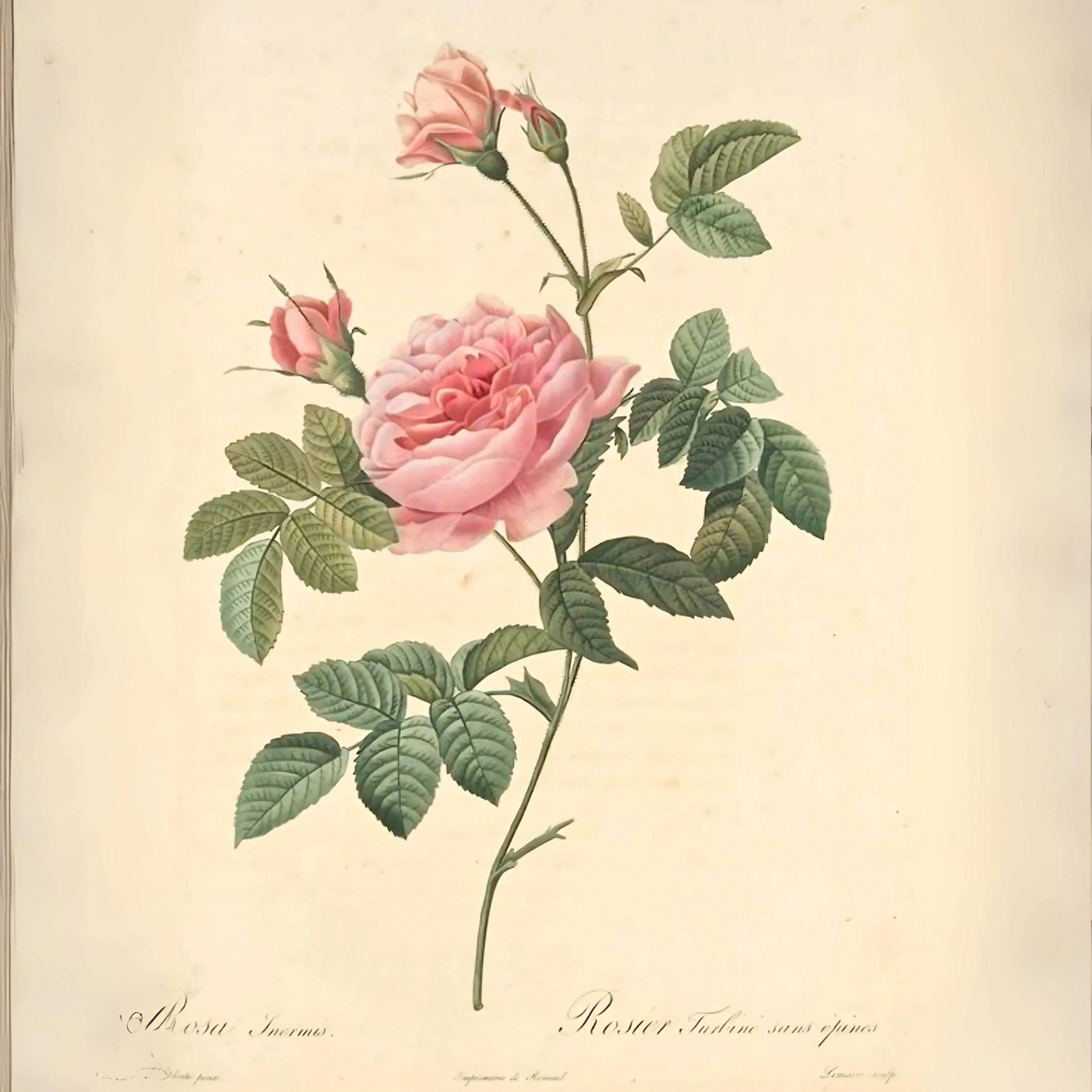 One Hundred Roses