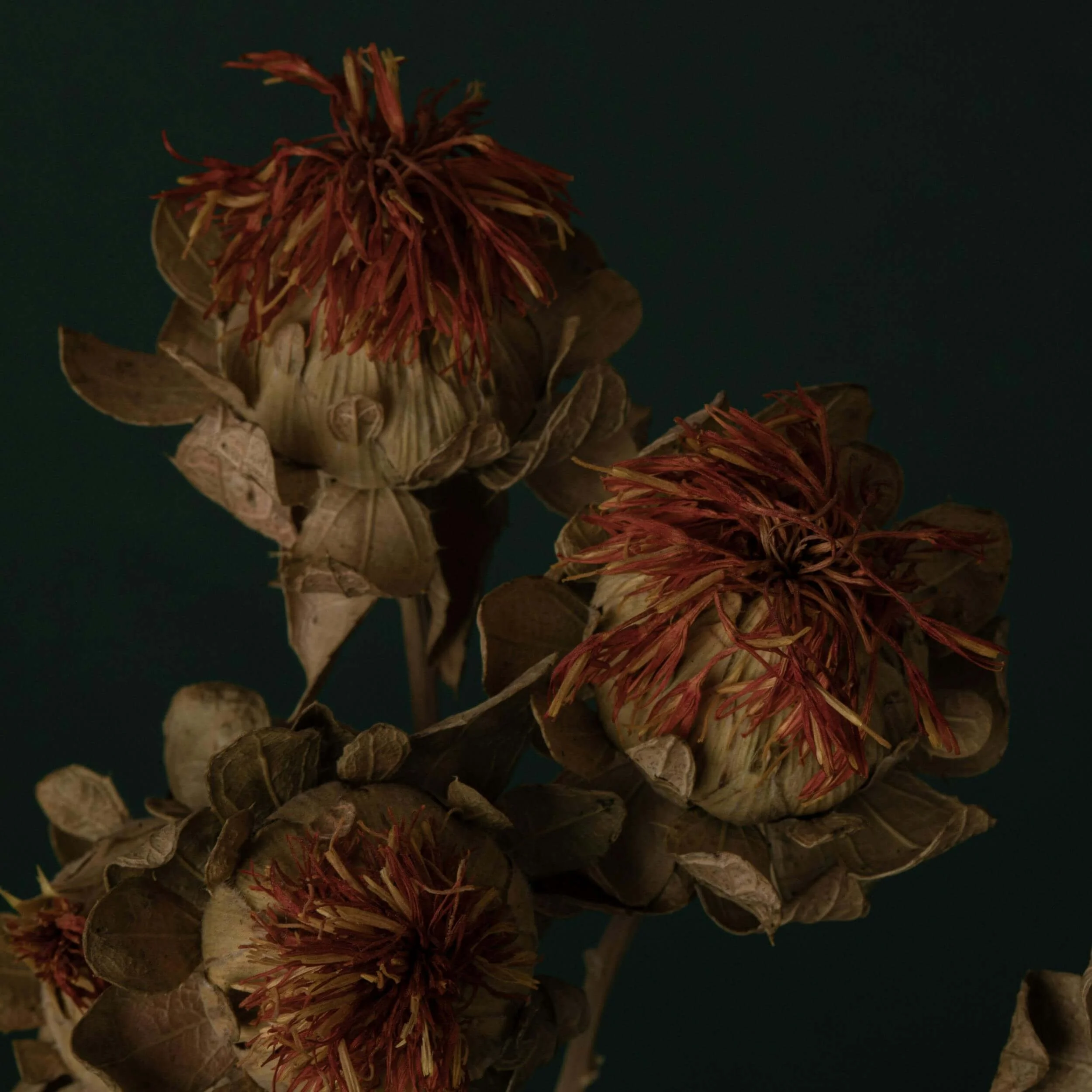 What We Lost When Meekness Became Weakness