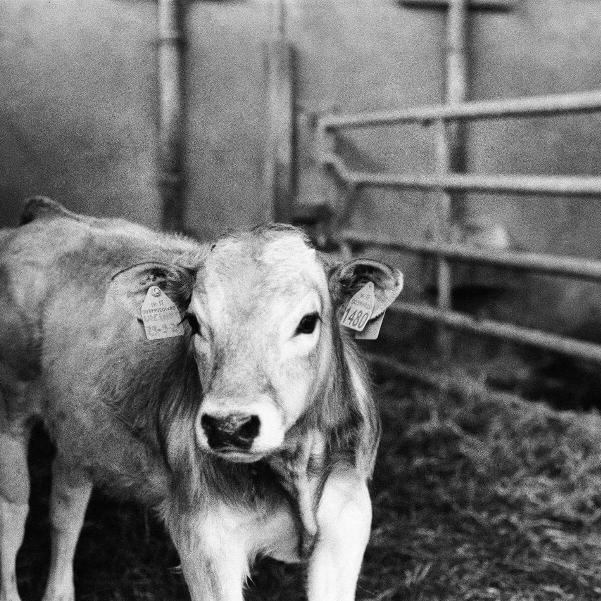 a black and white photograph of a calf in a barn in front of a metal gate