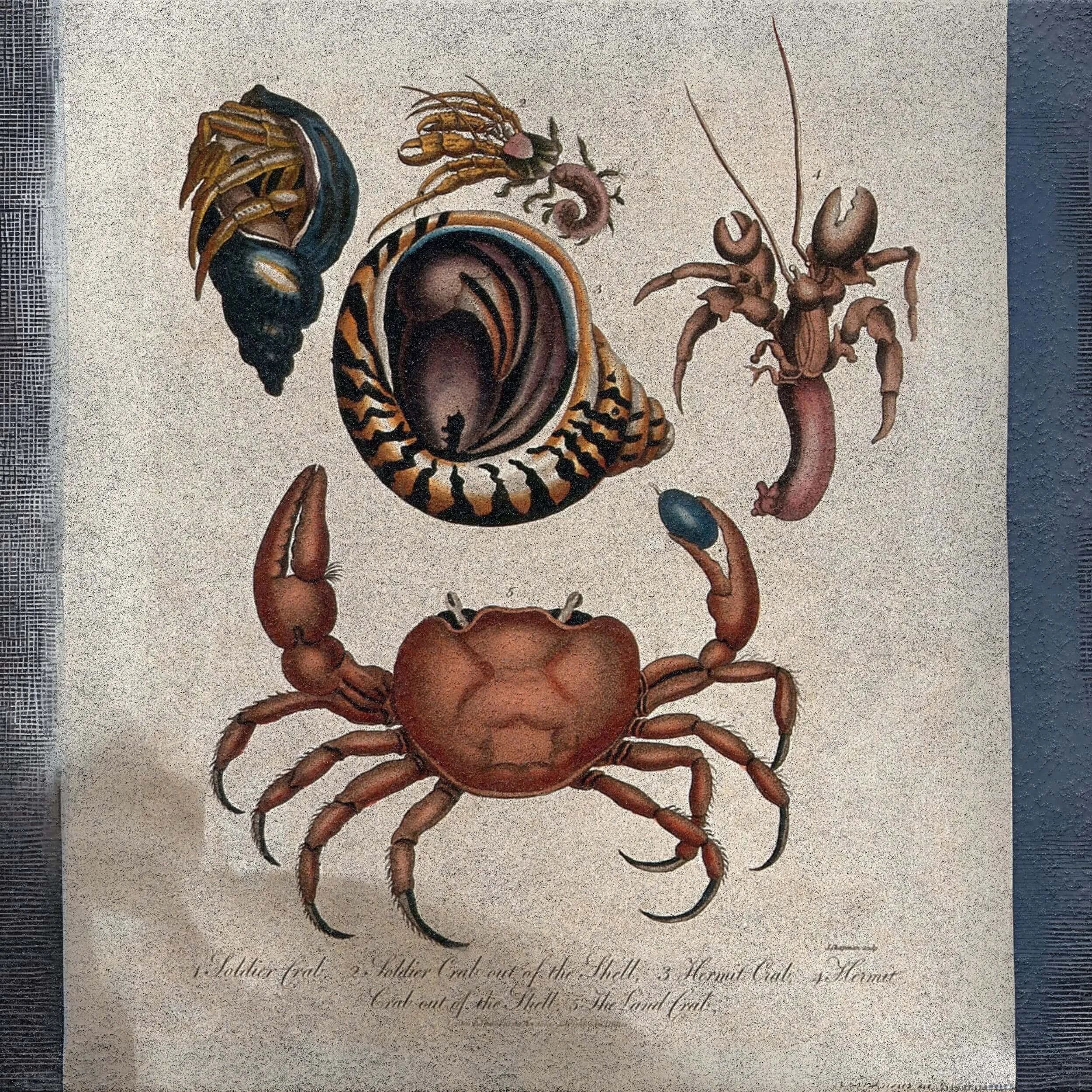 Crab Treasures and Learning to Let Go