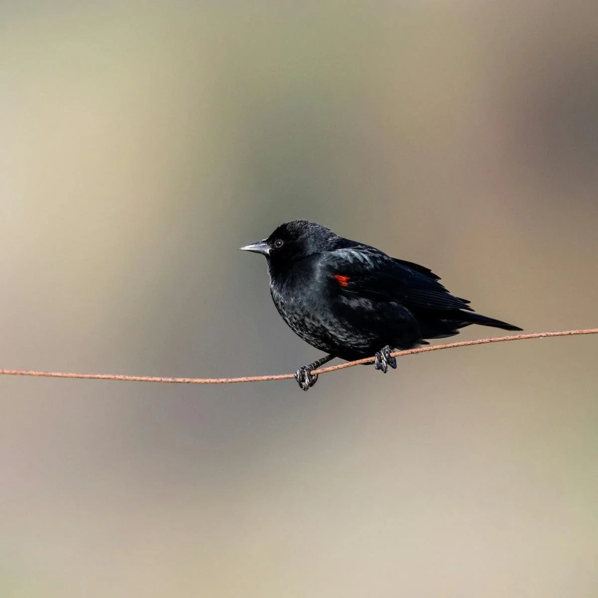 a black bird on a branch
