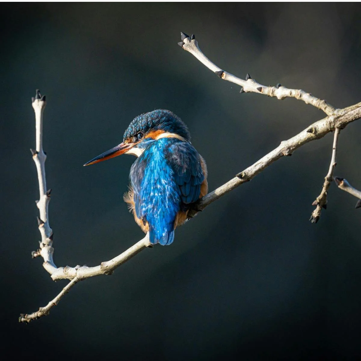 a blue and orange bird on a branch