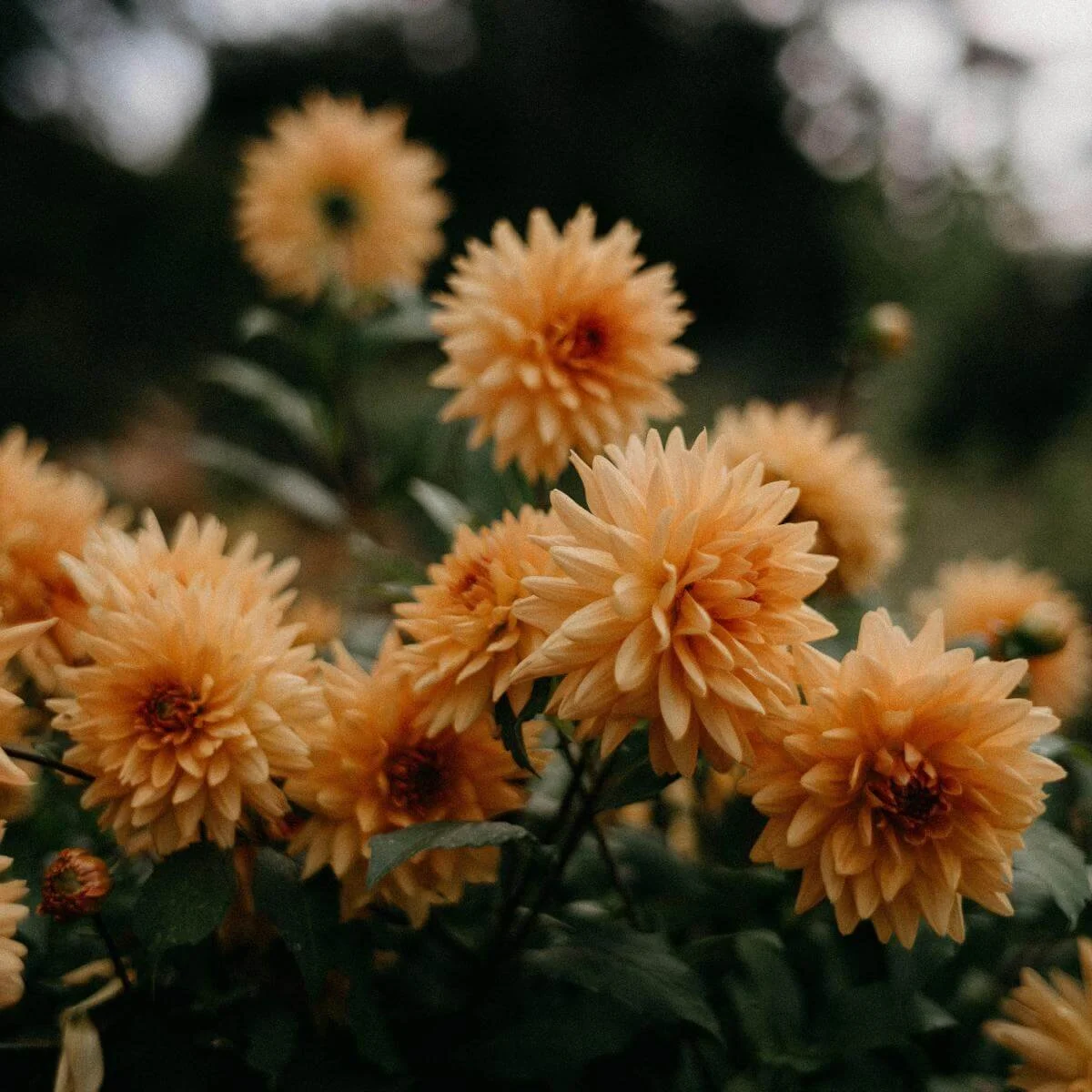 orange dahlias