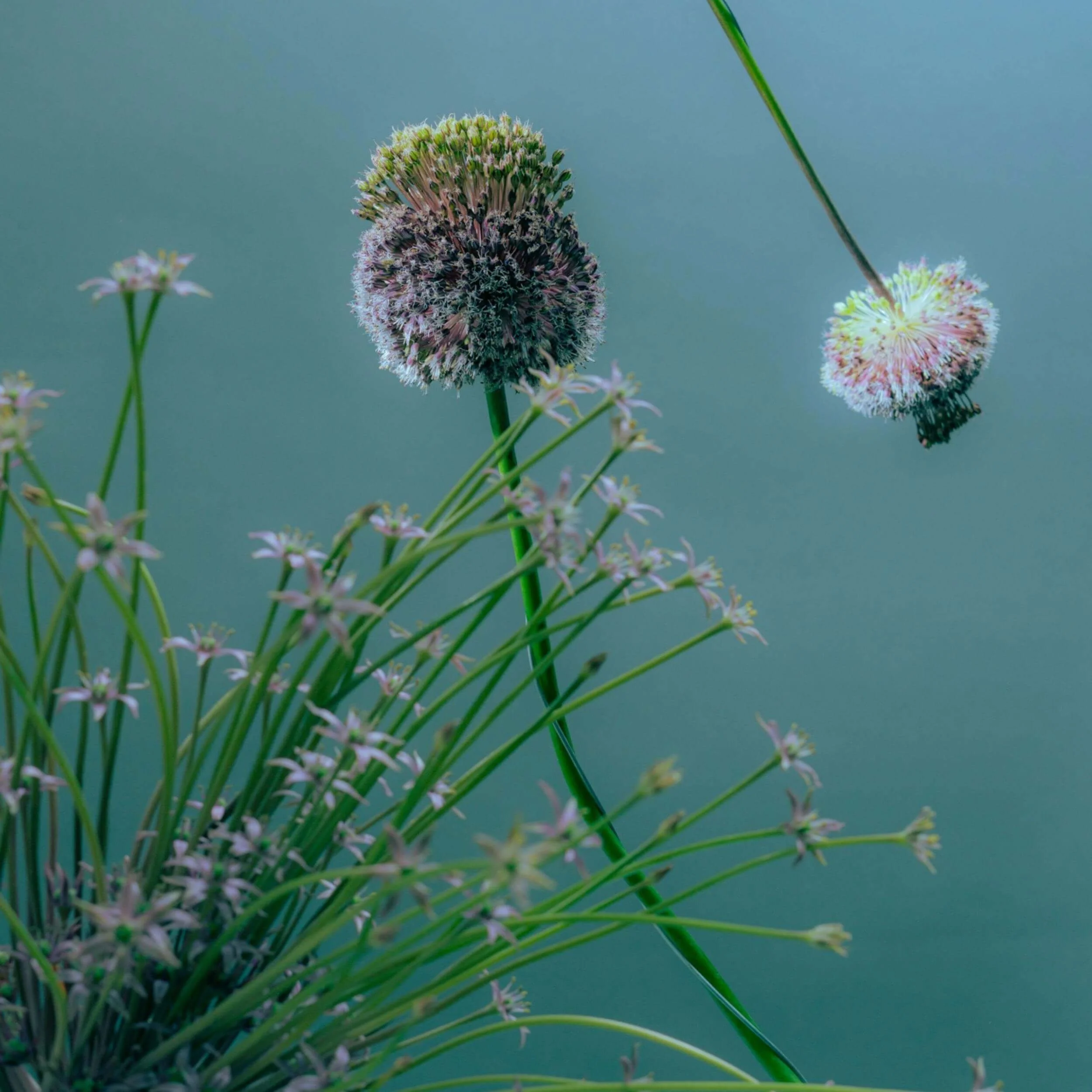 Healing and Reverie
