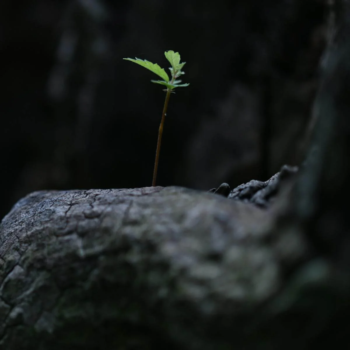 a single stalk sprouting against a dark background