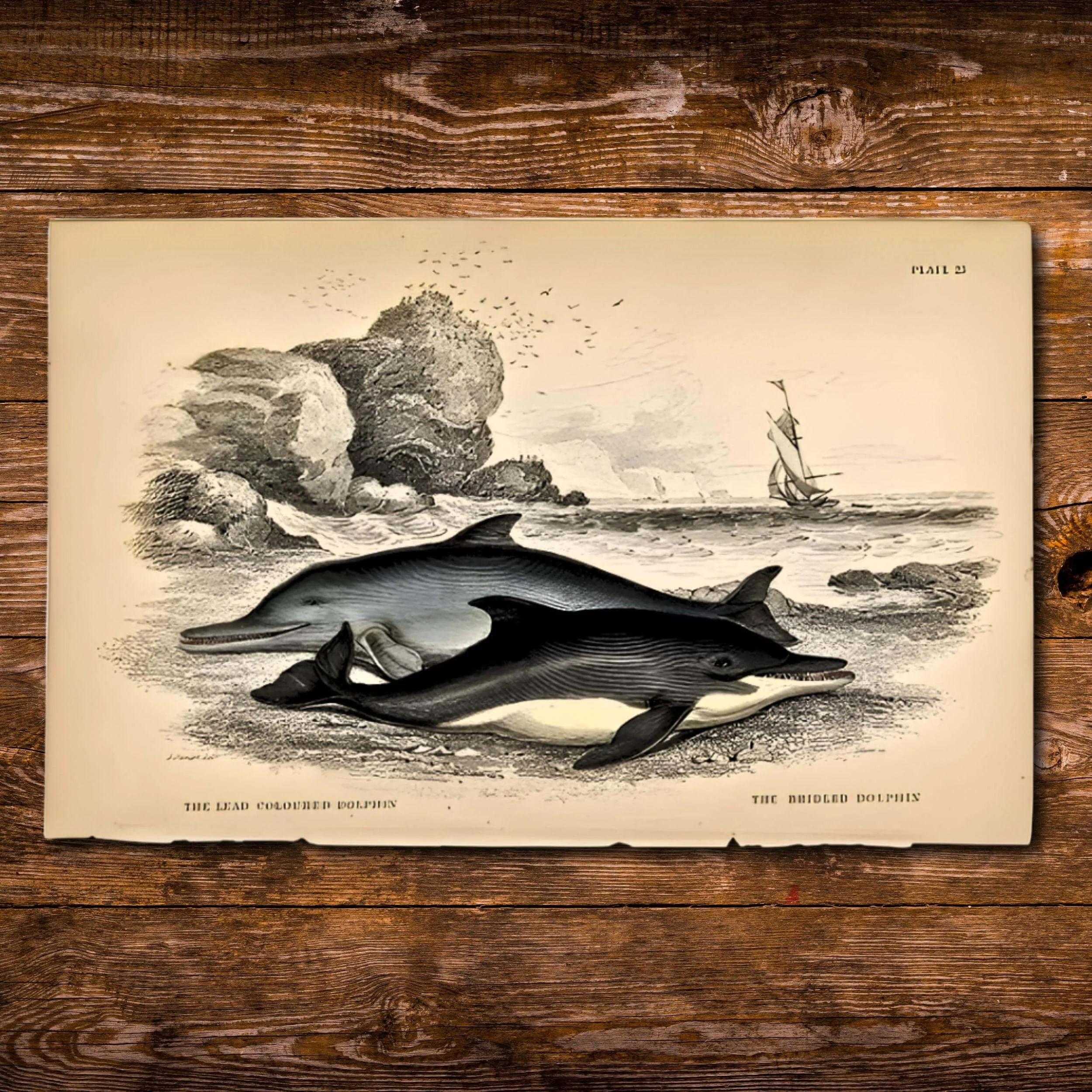 Beaches and Dolphins and True Freedom