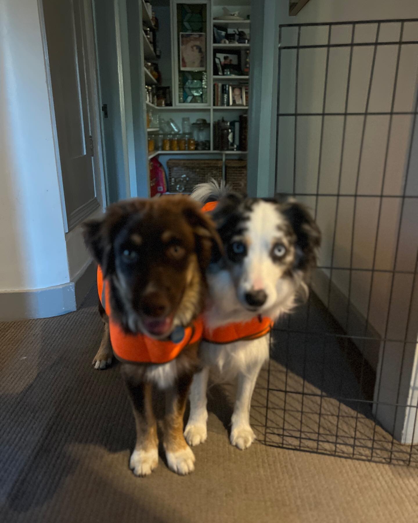 Crew meeting, the safety crew are ready! #aussielove #landscapingcompany #doglife